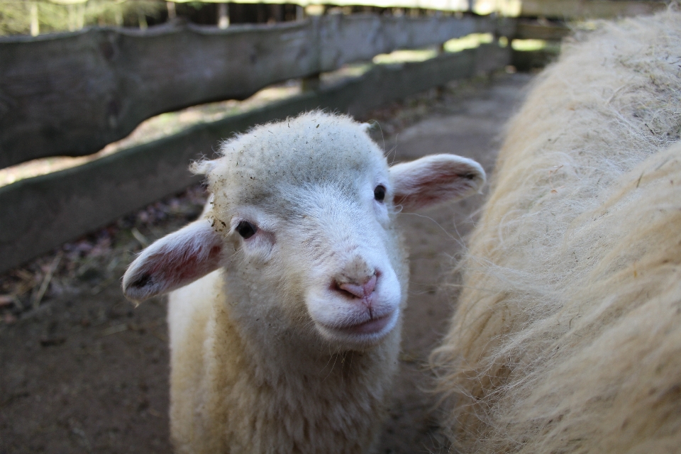 Blanc doux animal mignon