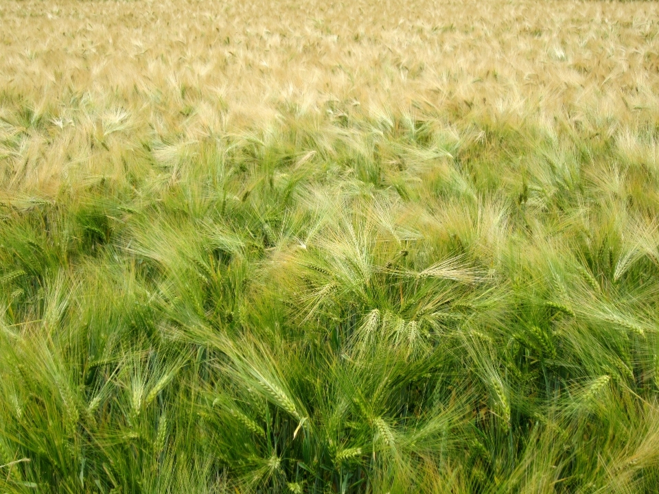 Landscape nature grass plant