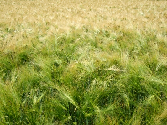 Landscape nature grass plant Photo