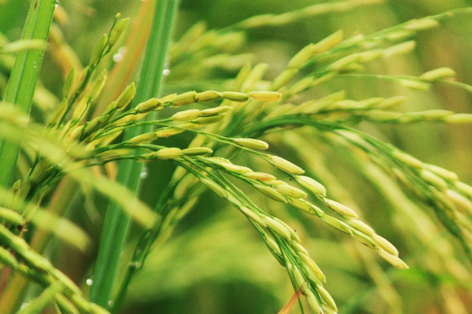 Nature grass plant field