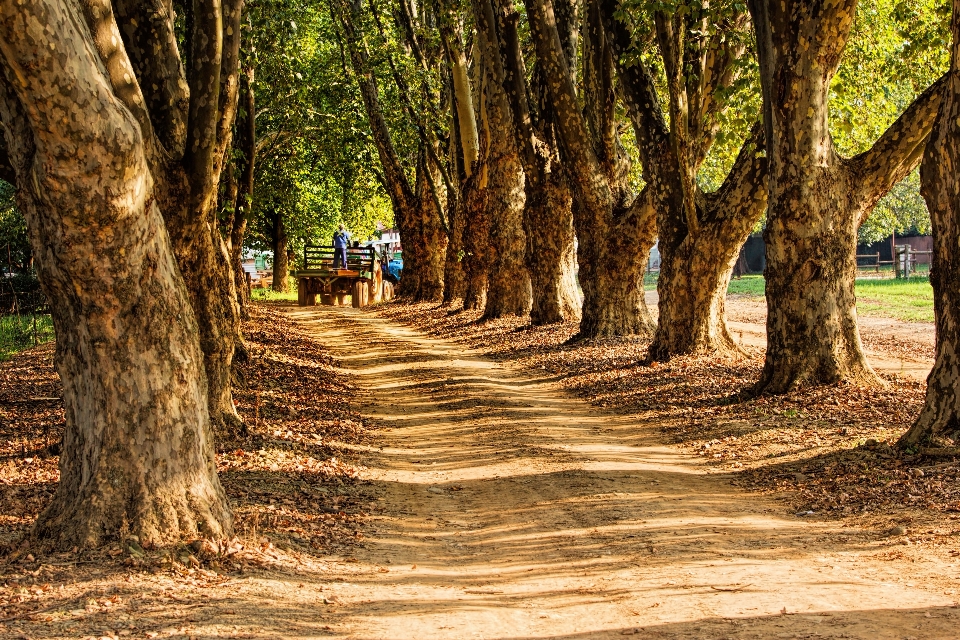 Landscape tree nature forest