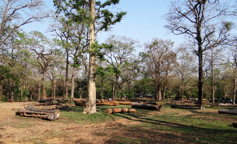 Baum wald anlage holz