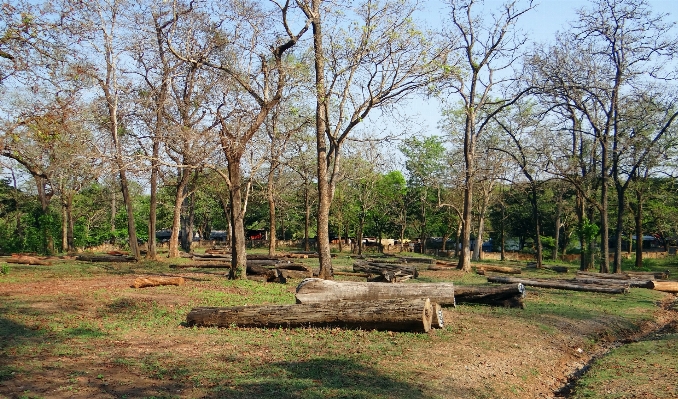 Tree forest plant wood Photo