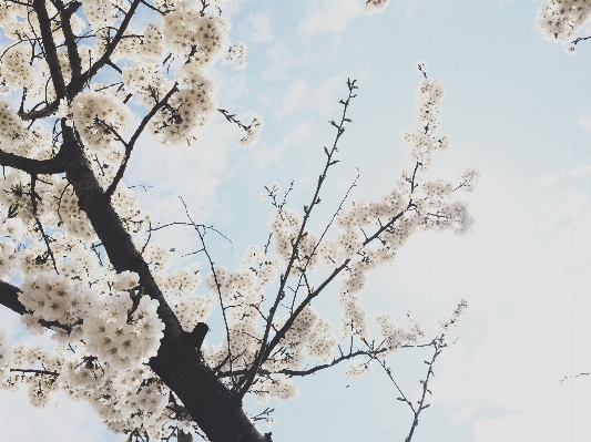 Tree branch blossom winter Photo