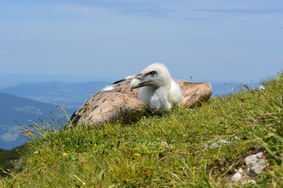 Sea bird seabird wildlife