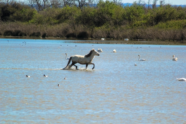 Beach sea sand wildlife Photo