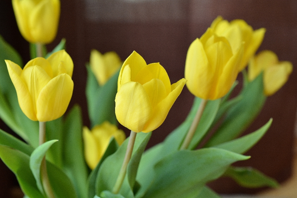 Planta flor pétalo tulipán