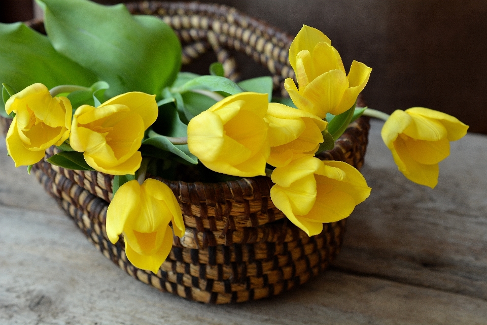 Pianta fiore petalo giallo