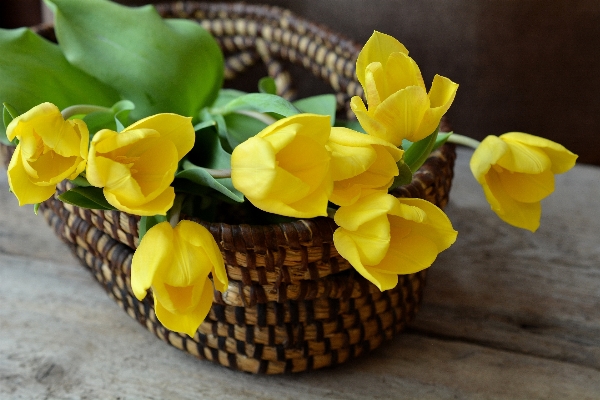 Plant flower petal yellow Photo