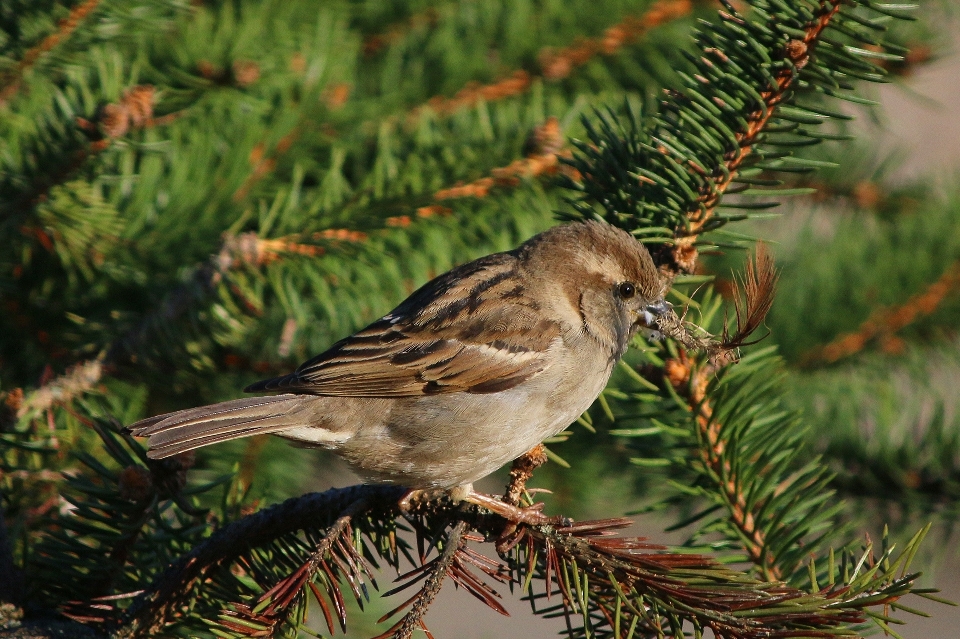 árvore natureza filial pássaro