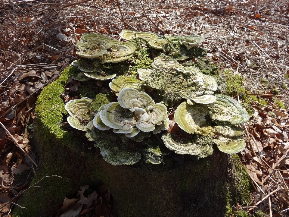 árvore natureza floresta plantar