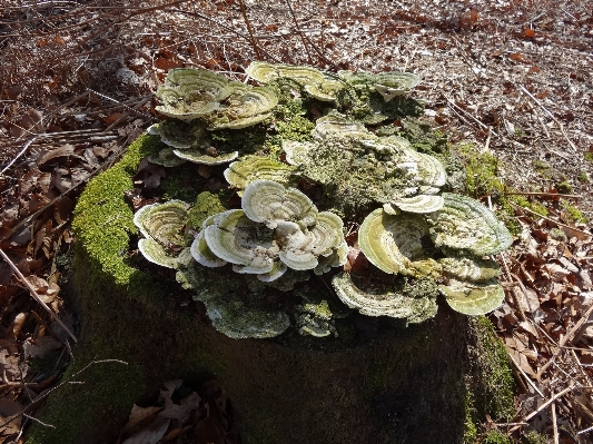 Tree nature forest plant Photo