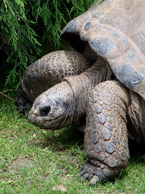 自然 ウォーキング 動物 野生動物 写真