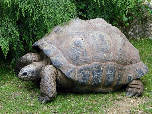 Nature walking animal wildlife Photo