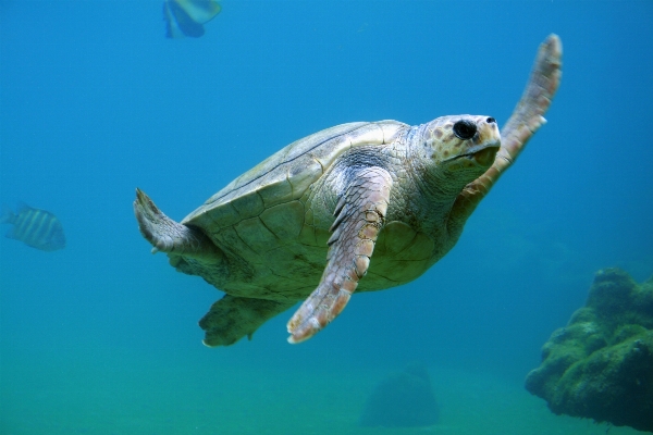 Sea water ocean animal Photo