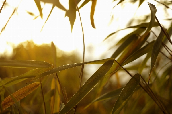 Tree nature grass branch Photo