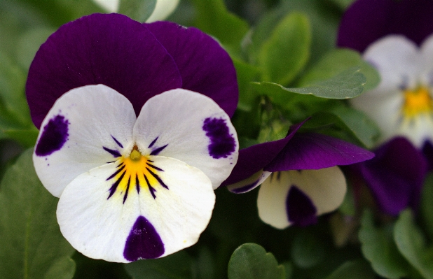 Photo Fleurir usine fleur violet