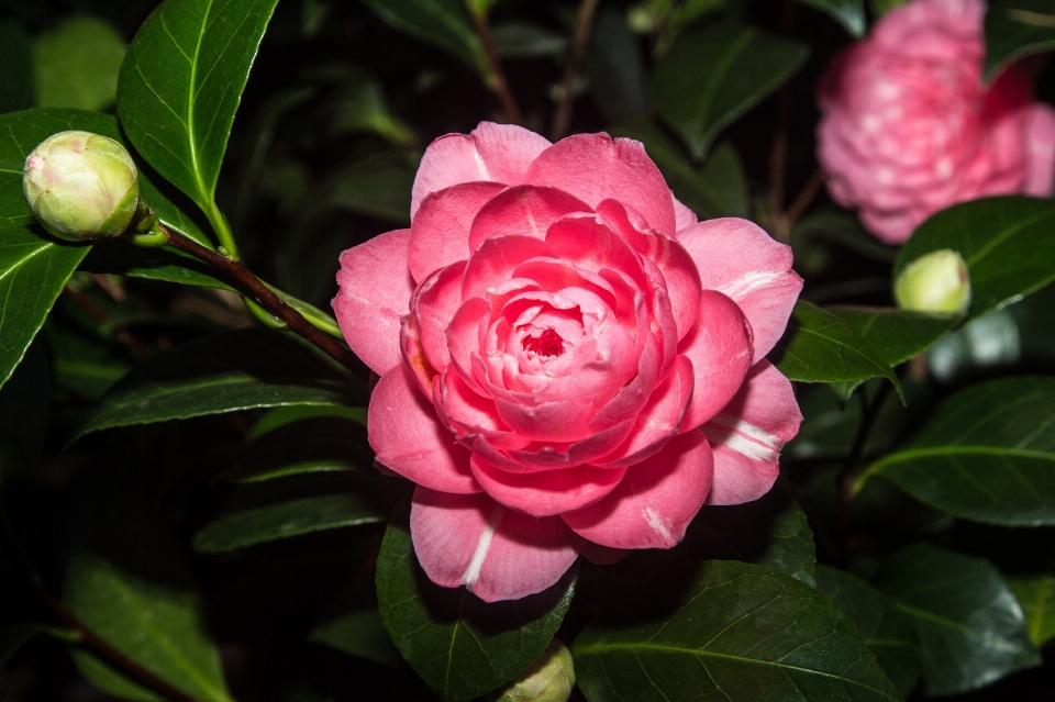 Blossom plant flower petal