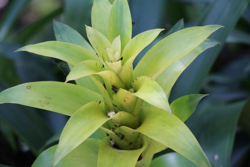 Nature plant leaf flower