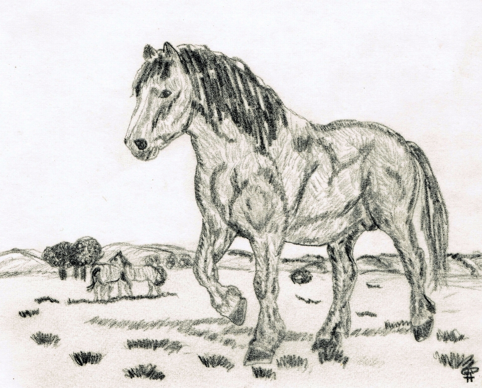 Noir et blanc
 animal cheval étalon