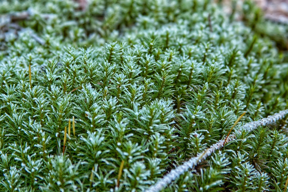 Baum wasser natur wald