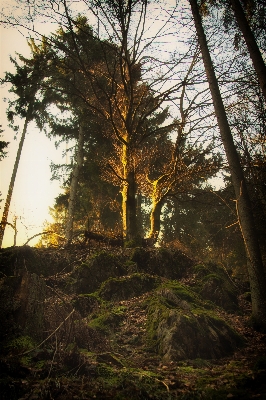 Landscape tree nature forest Photo