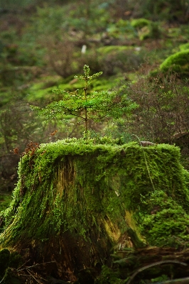 Landscape tree nature forest Photo