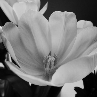 Foto Fiore bianco e nero
 pianta