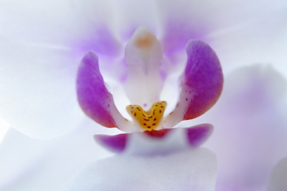 Florecer planta flor púrpura