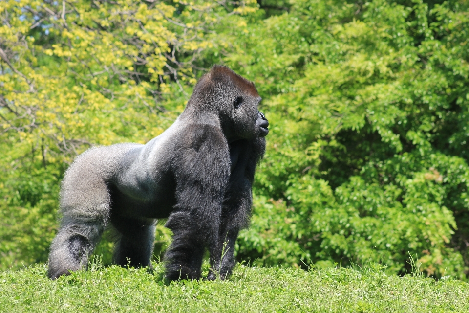 Männlich tierwelt wild zoo