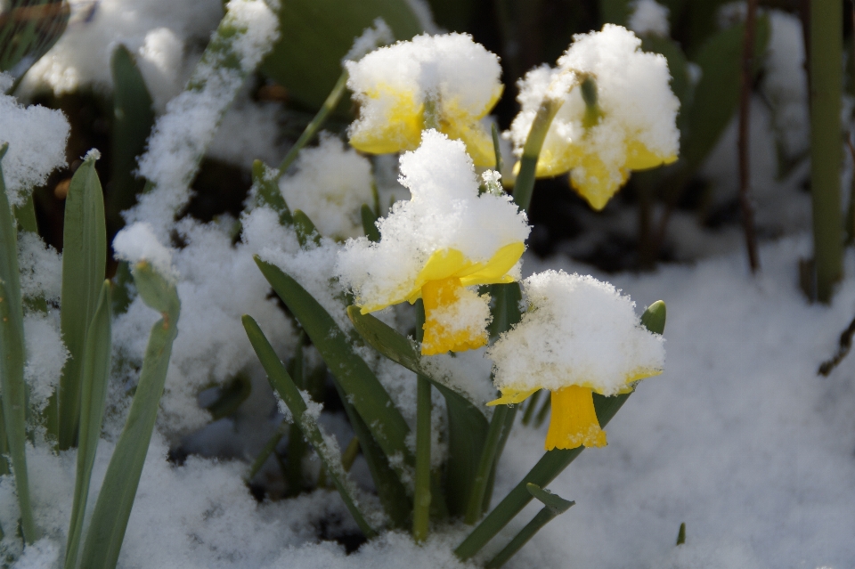 Natura fiore nevicare inverno