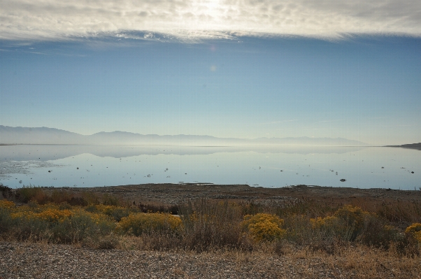 Landscape sea coast tree Photo