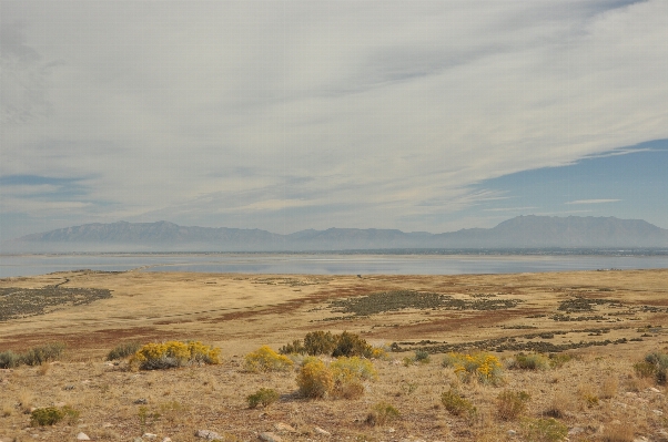 Landscape sea coast tree Photo