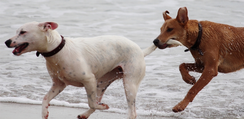 Beach play dog pet Photo