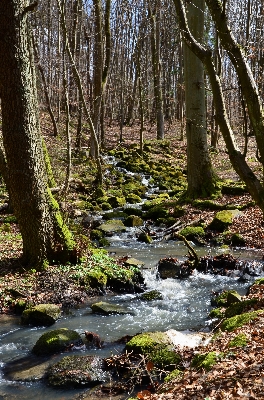 Landscape tree water nature Photo