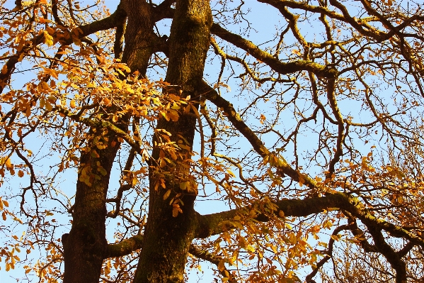 Landscape tree nature forest Photo