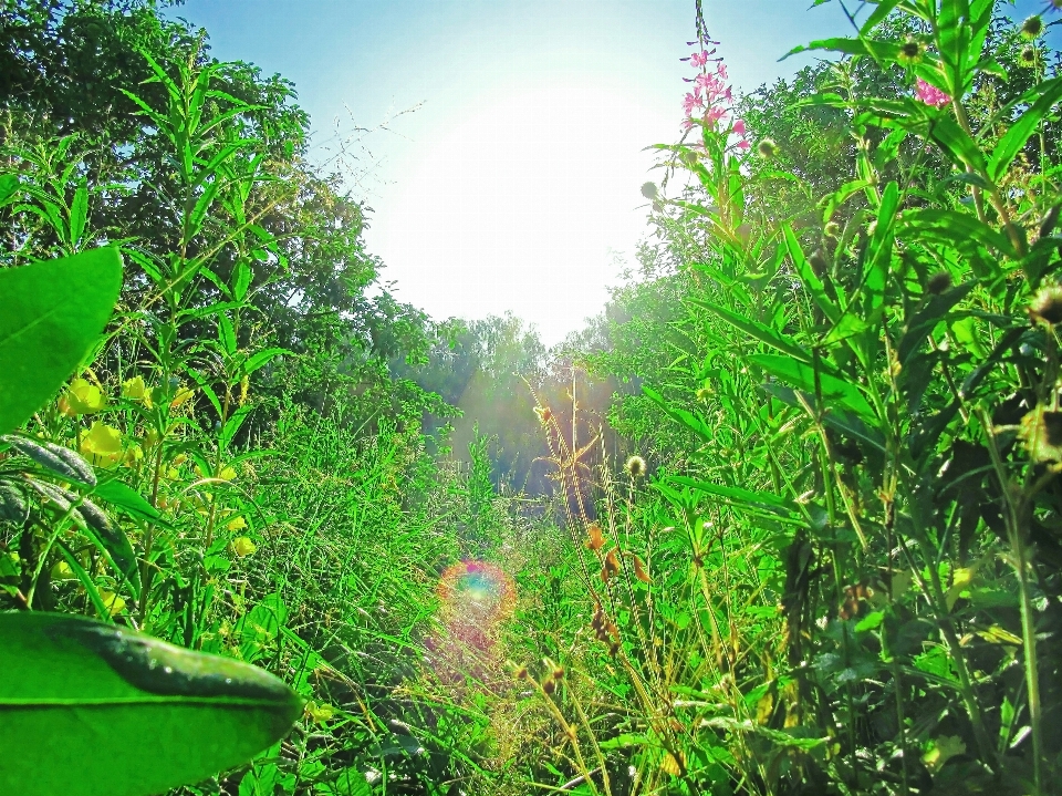 Nature forest grass outdoor