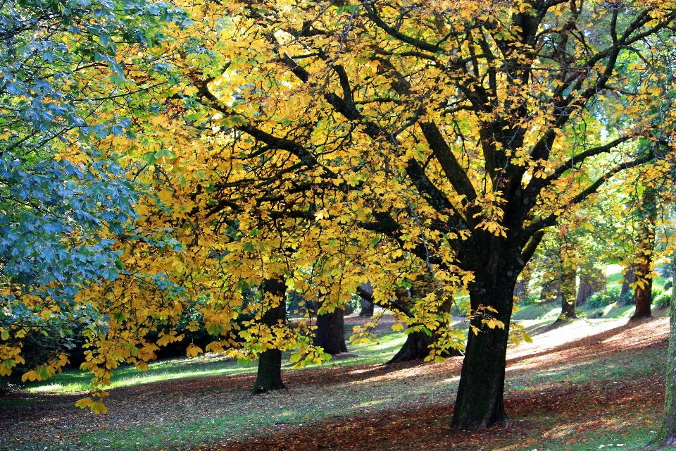 Landscape tree nature forest