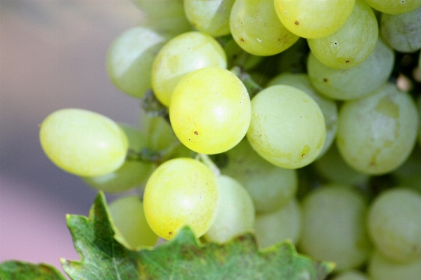 Nature liquid plant grape Photo