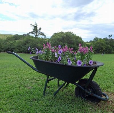 自然 草 ライト 植物 写真