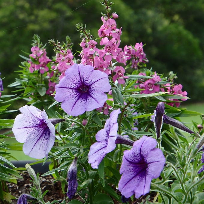 Landscape nature outdoor blossom