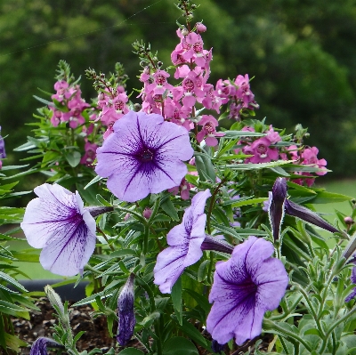 Landscape nature outdoor blossom Photo