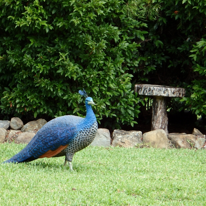 Paisaje naturaleza pájaro animal