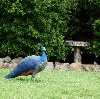 Foto Lanskap alam burung satwa