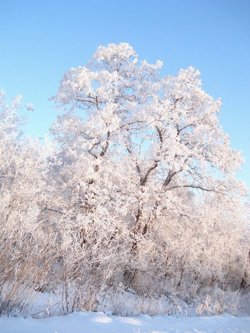 Albero ramo fiore nevicare