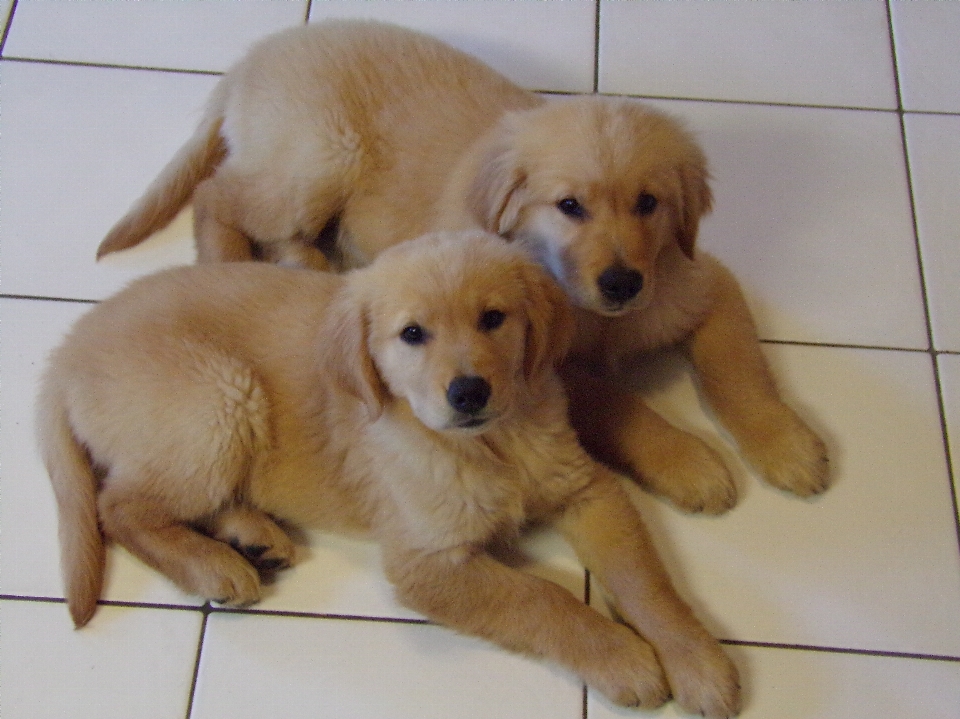 Cachorro mamífero golden retriever
 vertebrado
