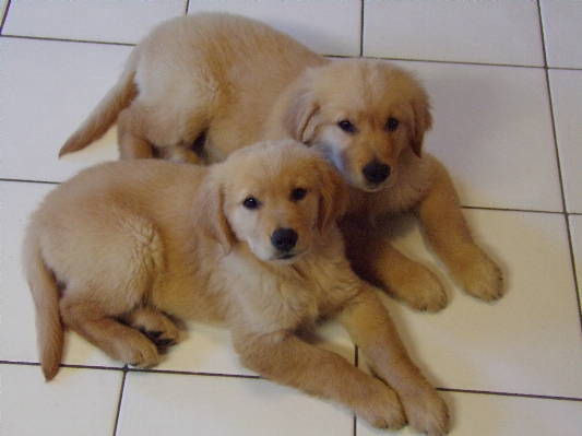 Foto Anjing mamalia jenis golden retriever
 bertulang belakang
