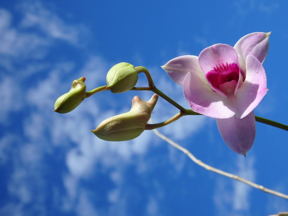 Natura ramo fiore pianta