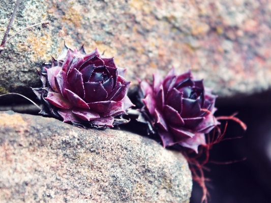 Nature rock blossom plant Photo