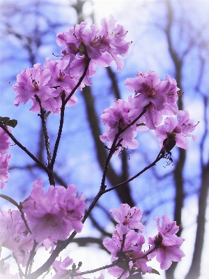 Nature branch blossom plant Photo